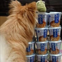 カメムシの背中にハート