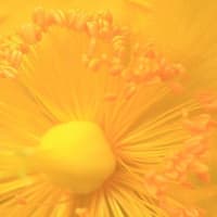 花と雫