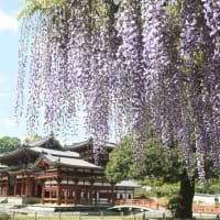 藤色の寺院（京都・妙蓮寺）