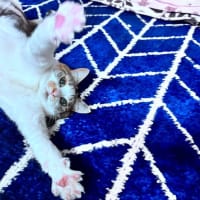 3月はこんな感じでした=(^.^)=