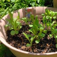 実家の庭に新たな仲間入り！ししとう、鷹の爪、バジルを植えました🌶️🌿