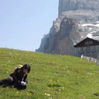 スイス旅行6日目 　ユングフラウ観光　①　ショートハイキング　№39「306」