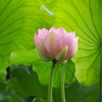 水元公園のハス
