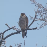 トリノ市内で観察した野鳥。