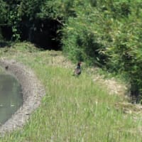 いすみ市、ハルフロマジュリ・カフェでガレットを食べました。