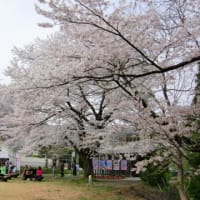 久保桜《長井市》