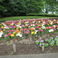 相模原公園散策～花しょうぶ園