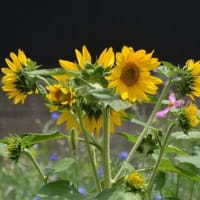 ６月に撮ったお花