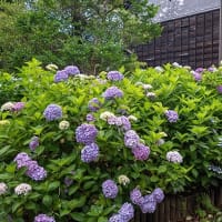 町並みの紫陽花景。