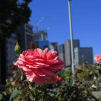 バラ