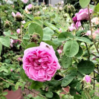 今年の薔薇
