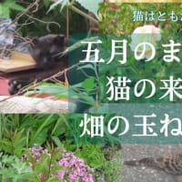 今日もまたまた「猫はともだち猫の来る庭・みんなの猫」(=^・^=)/