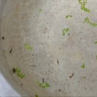 メダカやられちゃいました