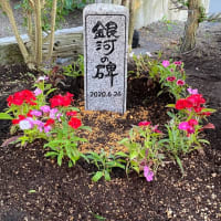 『愛犬銀ボー亡くなり丸５年に🐕❣️』