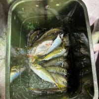 ７/１３(月)アジ