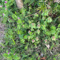 オサンポ walk - 植物plant : ヒメオドリコソウ〜 purple dead-nettle