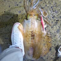 今シーズン　初ヒットが！！