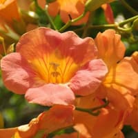 凌霄花（ノウゼンカズラ）