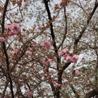 桜🌸散る!