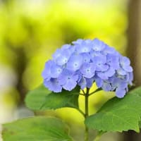 心理カウンセラーのアドバイス　　あなたの内面を知るために (2)