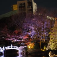 和の庭園とライトアップが調和
