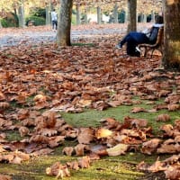 素晴らしい新宿御苑の紅葉