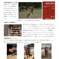 遠野馬通信NO.101