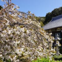 2022年4月5日　西伊豆土肥温泉　桜の開花情報！
