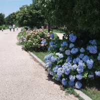舎人公園のアジサイ