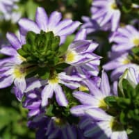 春～秋の花：スカエボラ②