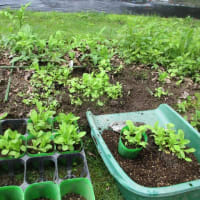 Various garden work