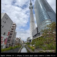 スカイツリーを見た。こいのぼりも見た。