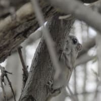 アリが手の甲でいたずらして・・・エゾモモンガ