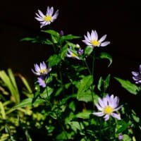 春夏はじめ。