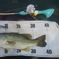 釣りたいルアーで釣る・・・