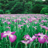 ショウブの花咲く、佐々町の皿山公園　2025/6/7