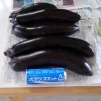 今日の農作業