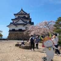 琵琶湖の桜めぐり、長浜城、彦根城の桜