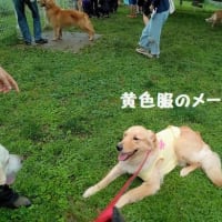 犬舎（ブリーダー）オフ会