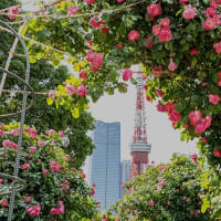 高輪から芝へ。
