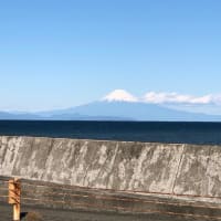 冬は南へ