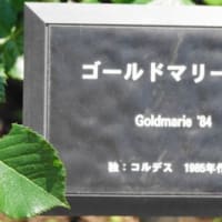 バラ　〈ゴールドマリー'84 Goldmarie'84〉　