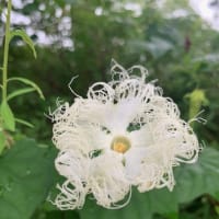 ７月のTGさんの京都御苑写真館