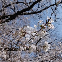 小石川植物園