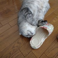 昼寝もイイね