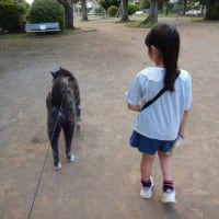 ひまわりロードを走る