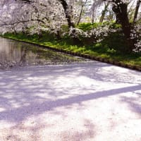 晩春の”季語” 花筏の 桜 (花) 筏 と 山野 の落葉低木 ハナイカダ の小話