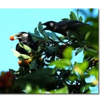ヤマモモ　カラス去りムクドリの時