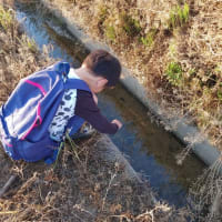 おたまじゃくし発見。