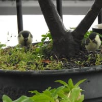 幼鳥を連れて来た四十雀さん